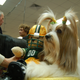 Illustration for article titled Lapdogs And Luxury Boxes: A New-Look MSG Welcomes The Westminster Dog Show